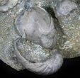 Fantastic Association (Gastropod, Ammonite, Bivalves) - England #38940-2